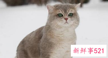 家里养猫鬼敢进来吗