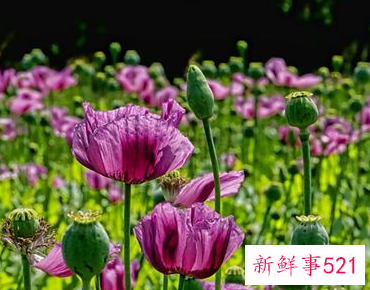 梦见yin粟是什么意思