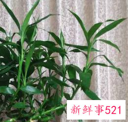 世界上最吉利好运的花的名字