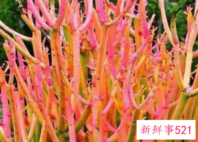 如何让多肉颜色变红