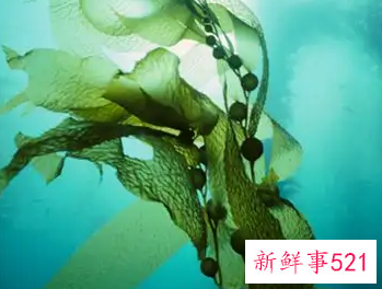 如何选择优质海藻