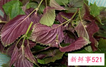 紫苏叶的功效与吃法和禁忌