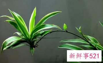 金边吊兰叶子发黄八大原因分析和处理方法