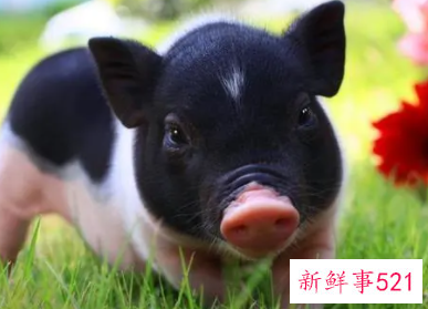 83年属猪女最忌讳的颜色