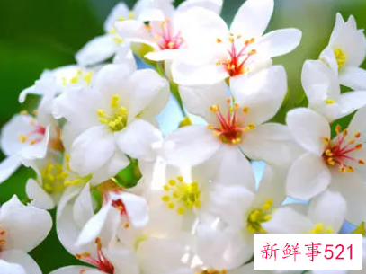 室内怎样养花长得茂盛