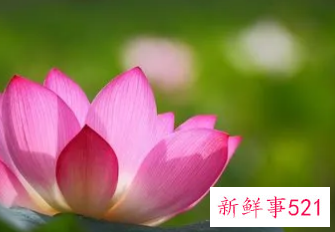 关于莲花有禅意的句子