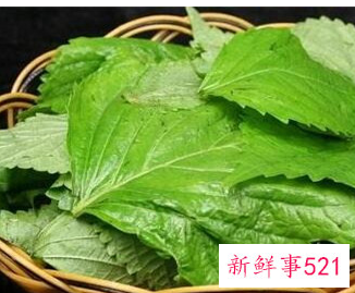 紫苏叶的功效与吃法和禁忌
