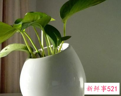 家里养什么植物最旺财
