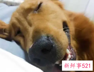 梦见笑声有什么征兆