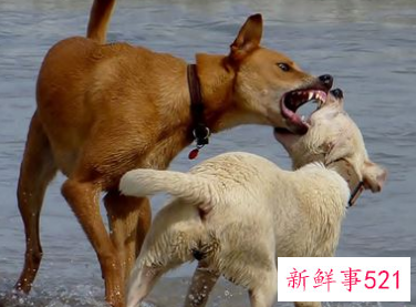 梦见狗咬狗有什么预兆