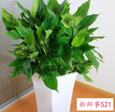 阳台摆什么花招财