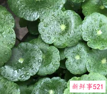 家里养什么植物最旺财