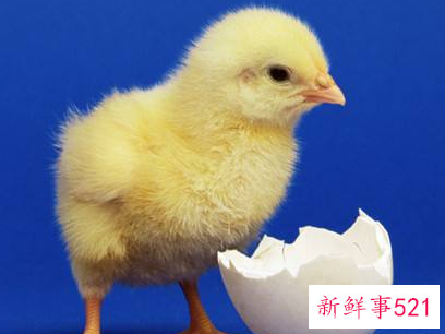 梦见鸡下蛋蛋壳破了点是什么意思