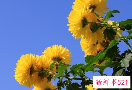 重阳节传统节日风俗