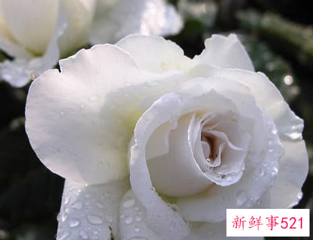 玫瑰花的花语有什么