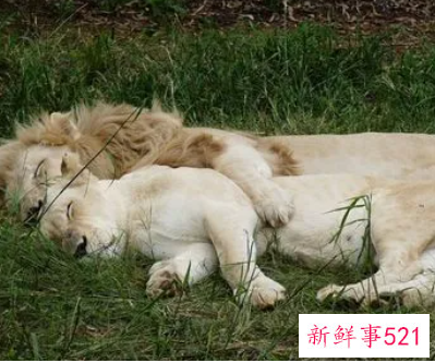 动物可以陪人睡觉吗