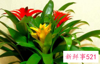 世界上最吉利好运的花的名字