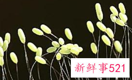 世界上最吉利好运的花的名字