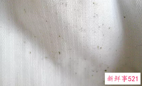 发霉用什么洗能洗掉