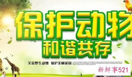 如何保护野生动物和环境