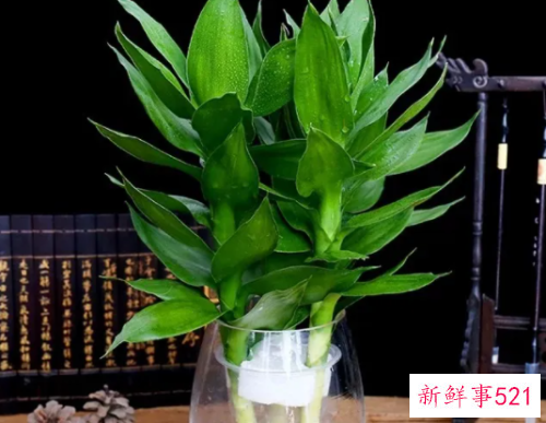 观音竹的养殖方法和注意事项