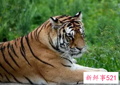 属虎人最该防谁