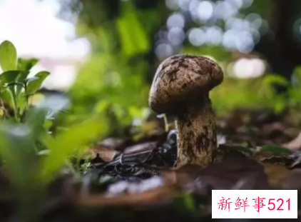 松茸吃多了有什么副作用