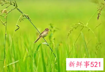 代表春天来了的事物