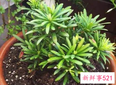 家里养什么植物最旺财