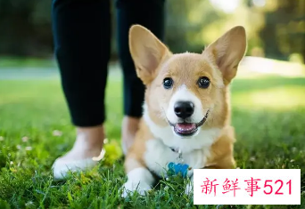 狗狗见我不摇尾巴