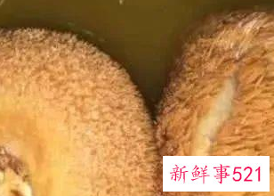 什么食物吃了对胃有好处