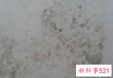 墙面大面积发霉是什么原因