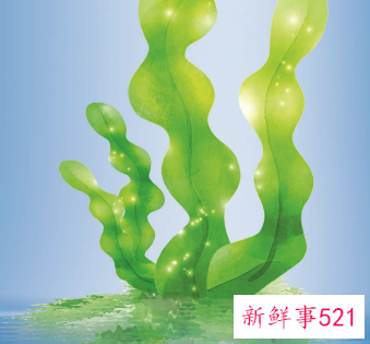 如何选择优质海藻
