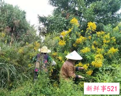 武汉为什么围剿加拿大一枝黄花