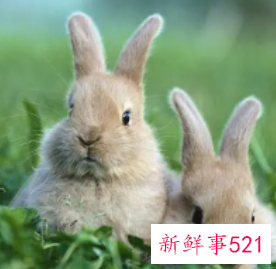 属兔宝宝起名字适合用的字