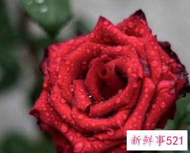 玫瑰花的花语有什么