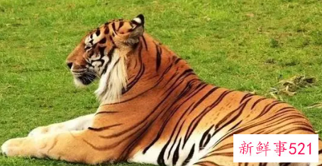 98年属虎女命里有三虎