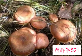 榛蘑的营养价值