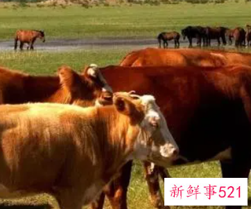 梦见我养了许多牛是什么意思