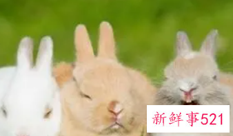 属兔宝宝起名字适合用的字