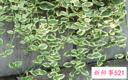 花叶蔓常春藤如何繁殖