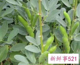 梦见摘蚕豆是什么意思