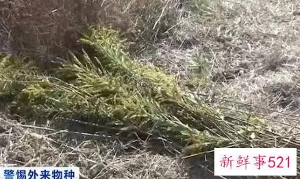 武汉为什么围剿加拿大一枝黄花