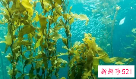 如何选择优质海藻