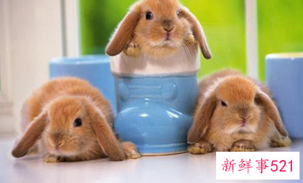 什么宠物适合上班的人养