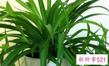 家里养什么植物最旺财