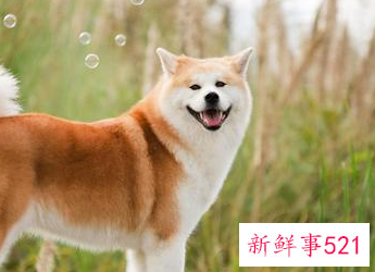 最忠心的狗有哪些