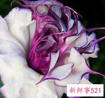 世界上最吉利好运的花的名字