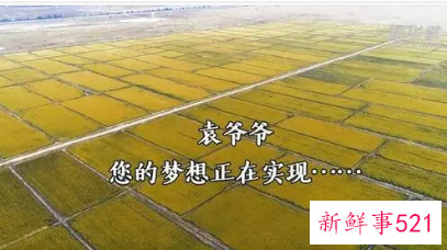 海水稻新米即将上市