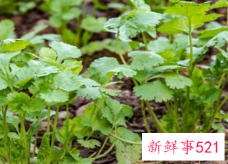 香菜又叫什么名字